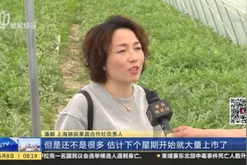 认准品牌！南汇8424西瓜今天开始上市 价格小幅微涨视频封面