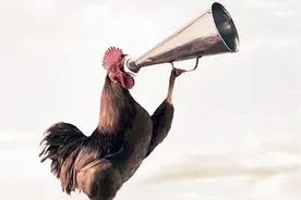 为什么公鸡早上会有打鸣的习惯？该不会是古人训练的闹钟吧？视频封面