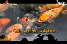 四川成都：公园的锦鲤太“肥” 只因游客投食过多？视频封面