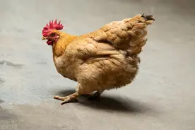 商贩高价收购10年以上的老母鸡有什么用？农村大爷：细说3个用途图片