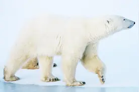 警惕全球变暖！再不行动，北极夏季将没有冰，北极熊将无家可归！
