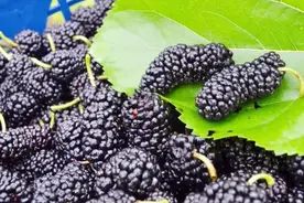 桑葚千万别用清水冲了，教你一招，10分钟脏东西自己跑出来！视频封面