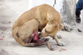 狗狗被火车轧断腿！后被救援人员“强制”带回救援中心救治！视频封面