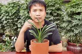 像这样配土，这样换盆，君子兰想不开花都难，在家也可以学着做视频封面