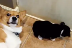 狗子闻到放屁的反应，一脸懵逼，心疼狗子