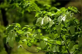 1000万年前的植物长啥样？野生珙桐树开花宛若“白鸽”翻飞视频封面