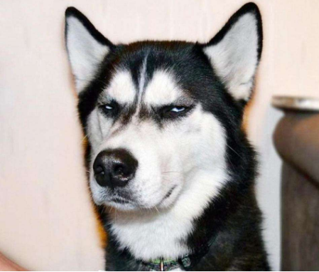 最猥琐哈士奇露出了开心的笑容,媳妇居然这么美,嫁给它真吃亏!