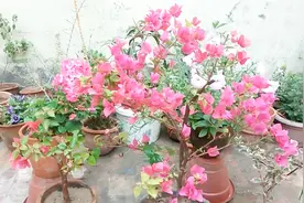 这样养护三角梅，新手都觉得轻松，花开的却一点不含糊视频封面