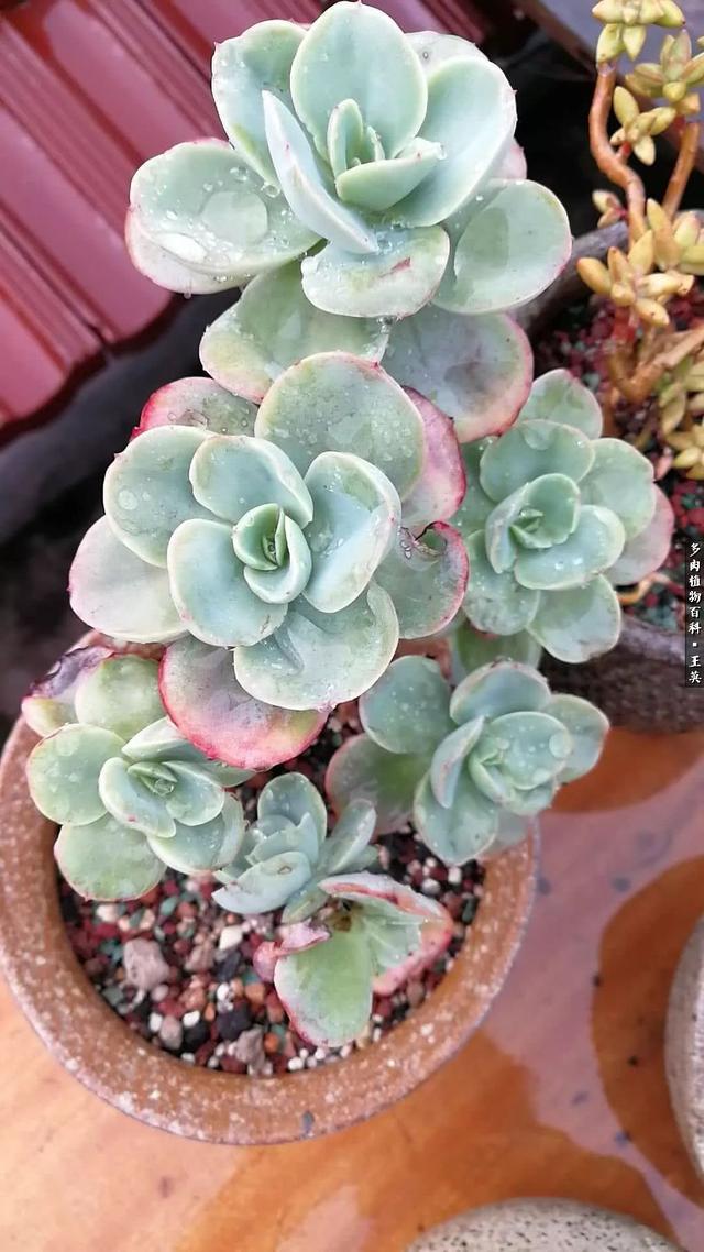 多肉植物 沙维红(多肉植物沙维红老桩)-措必培