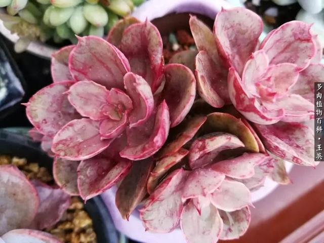 多肉植物 沙维红(多肉植物沙维红老桩)-措必培