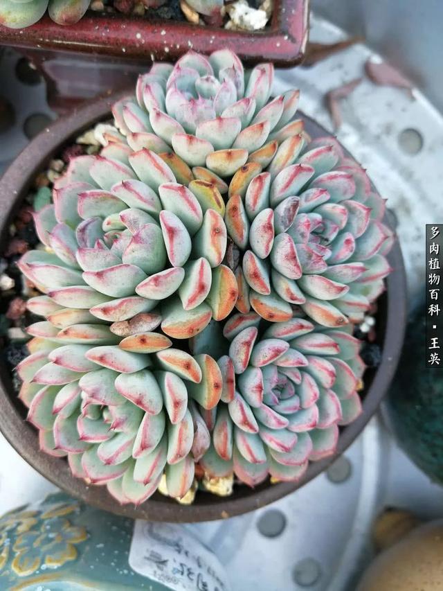 多肉植物 沙维红(多肉植物沙维红老桩)-措必培