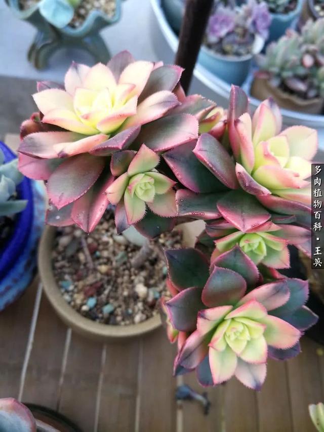 多肉植物 沙维红(多肉植物沙维红老桩)-措必培