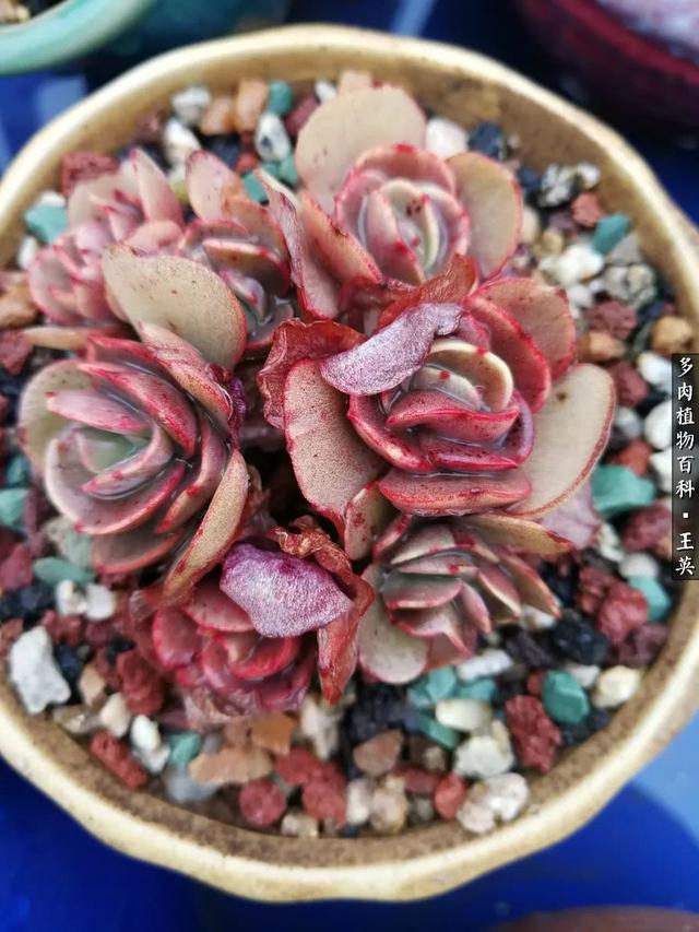 多肉植物 沙维红(多肉植物沙维红老桩)-措必培