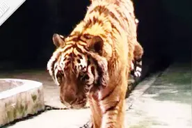 桂林熊虎山庄饲养员被咬死！动画释疑为何老虎难与其亲近视频封面