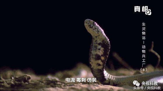 地下城物语兵工厂2（21点档｜动物世界里的气功高手）