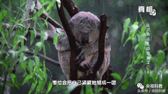 21点档｜动物世界里的“气功”高手