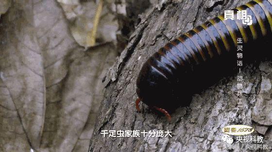 21点档｜动物世界里的“气功”高手