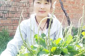 农村这种草遍地都是，药用价值非常高，可惜很少有人知道！视频封面