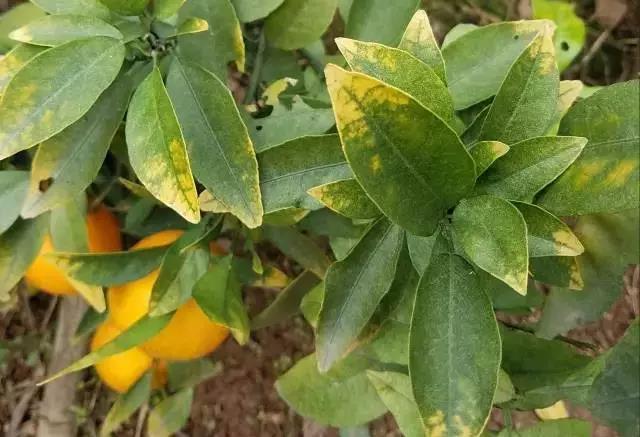 植物缺素原因及植物缺素症状对照表，已整理成工具书，方便查阅