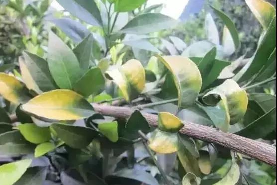 妞嶇墿缂虹礌鍘熷洜鍙婃鐗╃己绱犵棁鐘跺鐓ц〃锛屽凡鏁寸悊鎴愬伐鍏蜂功锛屾柟渚挎煡闃? onerror=