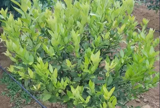 妞嶇墿缂虹礌鍘熷洜鍙婃鐗╃己绱犵棁鐘跺鐓ц〃锛屽凡鏁寸悊鎴愬伐鍏蜂功锛屾柟渚挎煡闃? onerror=