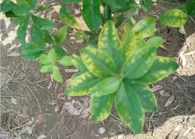 妞嶇墿缂虹礌鍘熷洜鍙婃鐗╃己绱犵棁鐘跺鐓ц〃锛屽凡鏁寸悊鎴愬伐鍏蜂功锛屾柟渚挎煡闃? onerror=