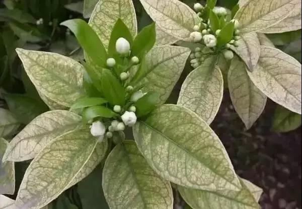 植物缺素原因及植物缺素症状对照表，已整理成工具书，方便查阅