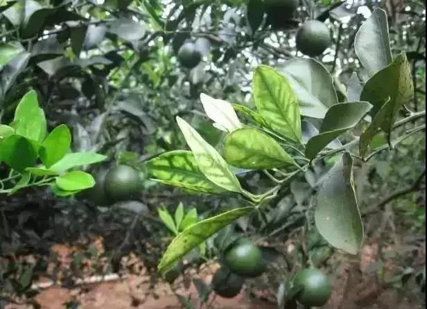 植物缺素原因及植物缺素症状对照表，已整理成工具书，方便查阅