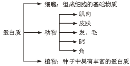 「学霸养成」RJ高中化学必修二第17讲—基本营养物质