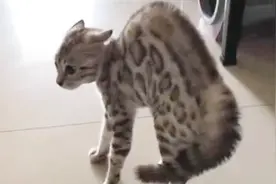 猫咪见主人带了别的猫回家，瞬间醋劲大发，这才是真正的炸毛！视频封面