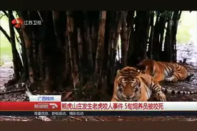 广西桂林 熊虎山庄发生老虎咬人事件 5旬饲养员被咬死视频封面