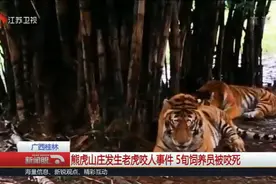 广西桂林 熊虎山庄发生老虎咬人事件 5旬饲养员被咬死视频封面