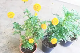 掌握好这些要点，万寿菊养护不难，新手也能轻松增盆视频封面