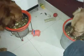 三只狗的年夜饭，让它们分开各自吃着，免得互相打扰