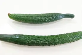 “催熟剂黄瓜”你还在吃吗，为了家人着想，学几个挑选黄瓜窍门