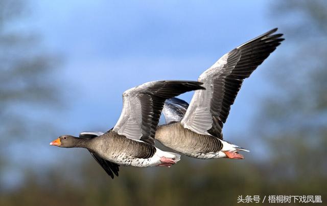 “鸿雁”是一只鸟还是两只鸟？对这个问题，古人比现代人较真