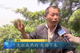 苏州东山枇杷挂满枝 进入集中采摘期视频封面