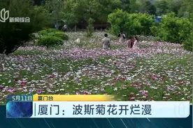 波斯菊花开烂漫正当时 厦门花海等你来看！视频封面