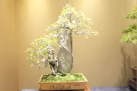 一盆有意境美的附石盆景，魏积泉大师盆景欣赏，非常有气势视频封面