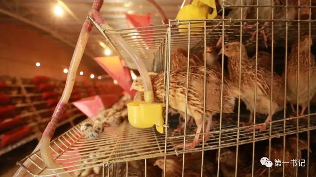 用一颗“硬蛋”告诉你这个村子的真相……