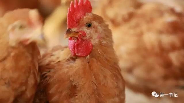 用一颗“硬蛋”告诉你这个村子的真相……