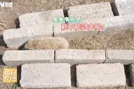 据说刺猬有缩骨功！它身体宽13CM，能通过仅有5CM的通道吗？视频封面