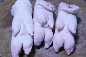 厨师朋友教我一眼分辨猪前蹄后蹄，又多吃不少肉，不知道太可惜了视频封面