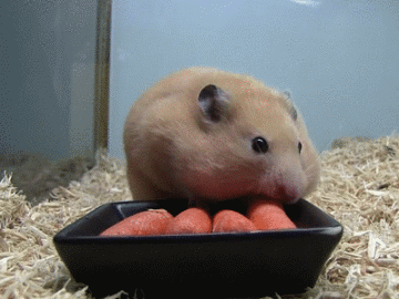 呆萌仓鼠的动表情包