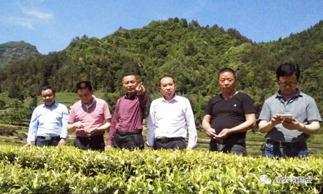 发酵过程中红茶生化成分的变化