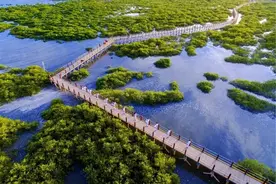 三月三 | 民俗迎宾，疍家赶歌圩，欢乐赶海……北海金海湾红树林邀您共度三月三图片