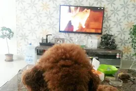 主人和狗狗一起看恐怖片，结果把狗狗吓得！