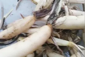 今天来说说莲藕的种植方法与选种和施肥视频封面