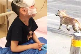 北京恶犬伤8人令人后怕 专家3招教您如何避免被咬伤！视频封面