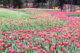 黛西旅游：石象湖有着成都翡翠之称，是一个原生态型的绿色景观区视频封面